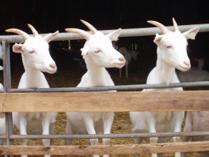 St Tola goats